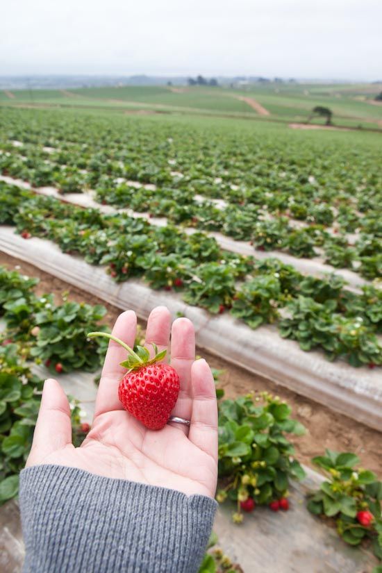 Handpick Strawberry